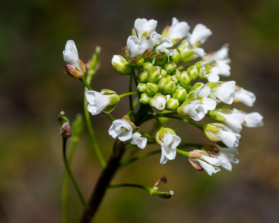 Capsella bursa-pastoris  (Brassicaceae)